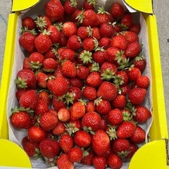 朝採りあまおう700g小玉