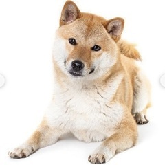 ワンちゃんの多頭飼い用お勧めドッグフードを教えて