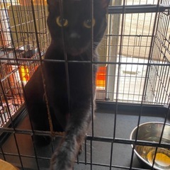 美人さんの黒猫さん くーちゃん