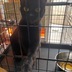 ランキングキーワードに紐づく投稿画像-黒猫