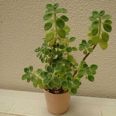 ハーブ　アロマディス　