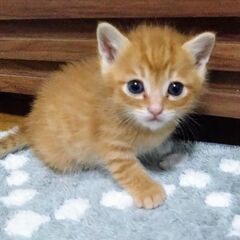 生後１カ月コロリくん里親募集