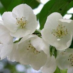 【花木の苗】バイカウズキの画像