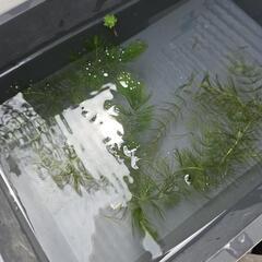 水生植物・水草・浮草『マツモ』