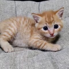 生後１カ月ふわりちゃん里親募集