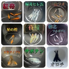 高級メダカ◆有精卵◆１個10円◆