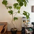 ランキングキーワードに紐づく投稿画像-観葉植物
