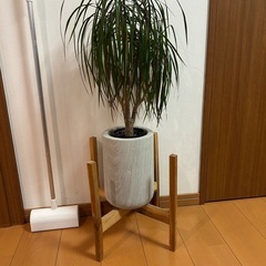 観葉植物(ヤシ)譲ります