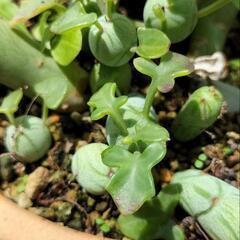 ☆多肉植物　キナンクム·グランディディエリ