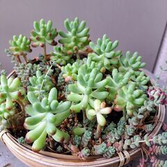 多肉植物 その141の画像
