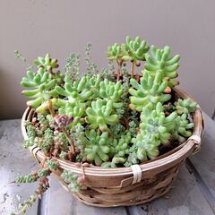 多肉植物 その141の画像