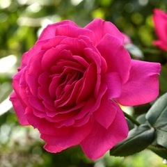 【薔薇】王妃アントワネット