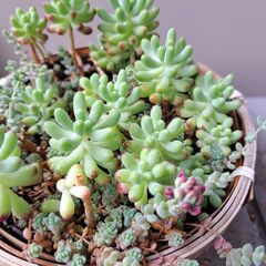 多肉植物 その141の画像