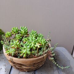 多肉植物 1