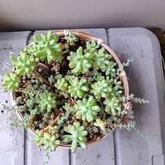 多肉植物 その141の画像
