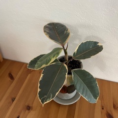 観葉植物(ゴム)譲ります