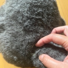 トトロのぬいぐるみの画像