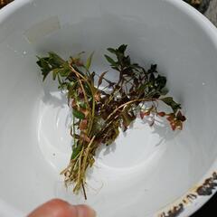 水生植物・水草『ルドヴィジア』