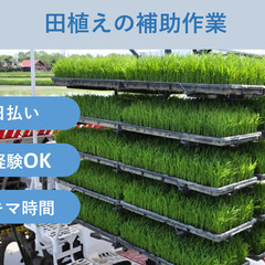 ＼日払い・1日OK！／もくもく作業！育苗箱の運搬作業