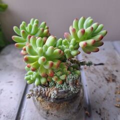多肉植物 その135の画像