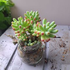 多肉植物 その135