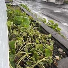 【交渉中】庭の雑草処理