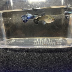 ブルードラゴングッピーの画像