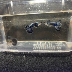 ブルードラゴングッピーの画像