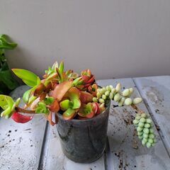 多肉植物 2