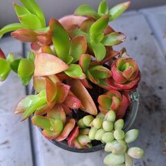 多肉植物　その142の画像
