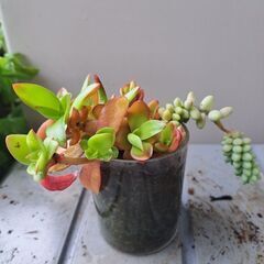 多肉植物　その142の画像