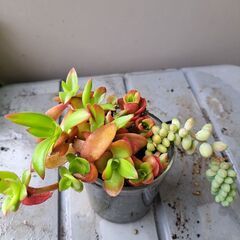 多肉植物　その142の画像