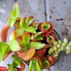 多肉植物　その142の画像