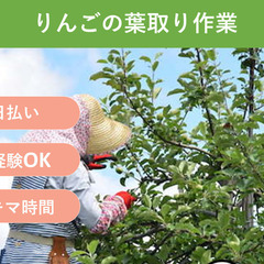＼日払い・1日OK！／もくもく作業！りんごの摘果作業