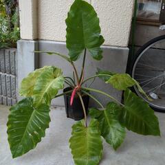 セール品◆フィロデンドロン　高さ80センチ　観葉植物