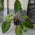 ランキングキーワードに紐づく投稿画像-観葉植物