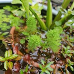 《お取引中》水生植物・水草『オレンジミリオフィラム』