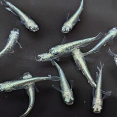 ミユキメダカ 10匹+2匹 めだか ダイヤモンドミユキ 成体 ビ...