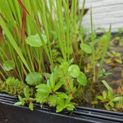 《お取引中》水生植物・水草『オレンジミリオフィラム5本』の画像
