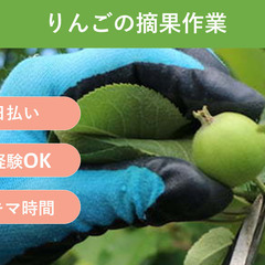 ＼日払い・1日OK！／りんごの摘果作業
