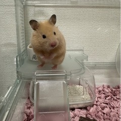 キンクマハムスター