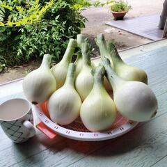 飛び切りおいしいタマネギ