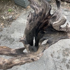 特大サイズ流木オブジェの画像
