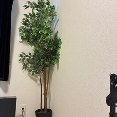 ベンジャミン　人工観葉植物　の画像