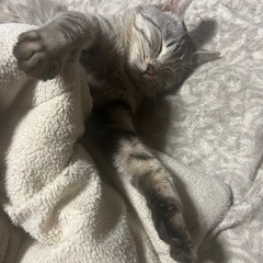 ぽっちゃり系男子