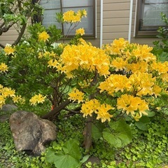 【一時中断】庭石、樹木、花 等、差し上げます
