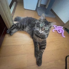 メインクーンxキジトラmix ９ヶ月の男の子テン