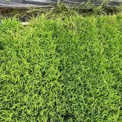 【終了】
従来　コシヒカリ　苗【月末迄】の画像