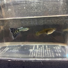 ホワイトコブラグッピー 