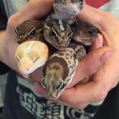 一緒に爬虫類カフェに行ってくださる方